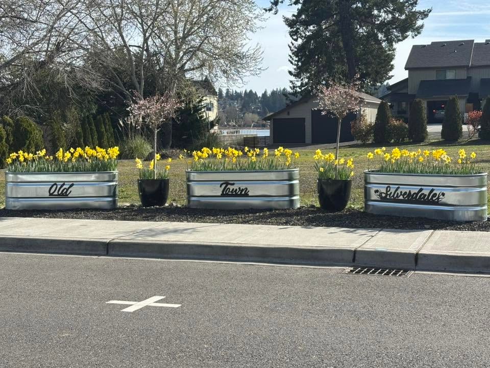 Old Town Silverdale community planters filled with yellow daffodils