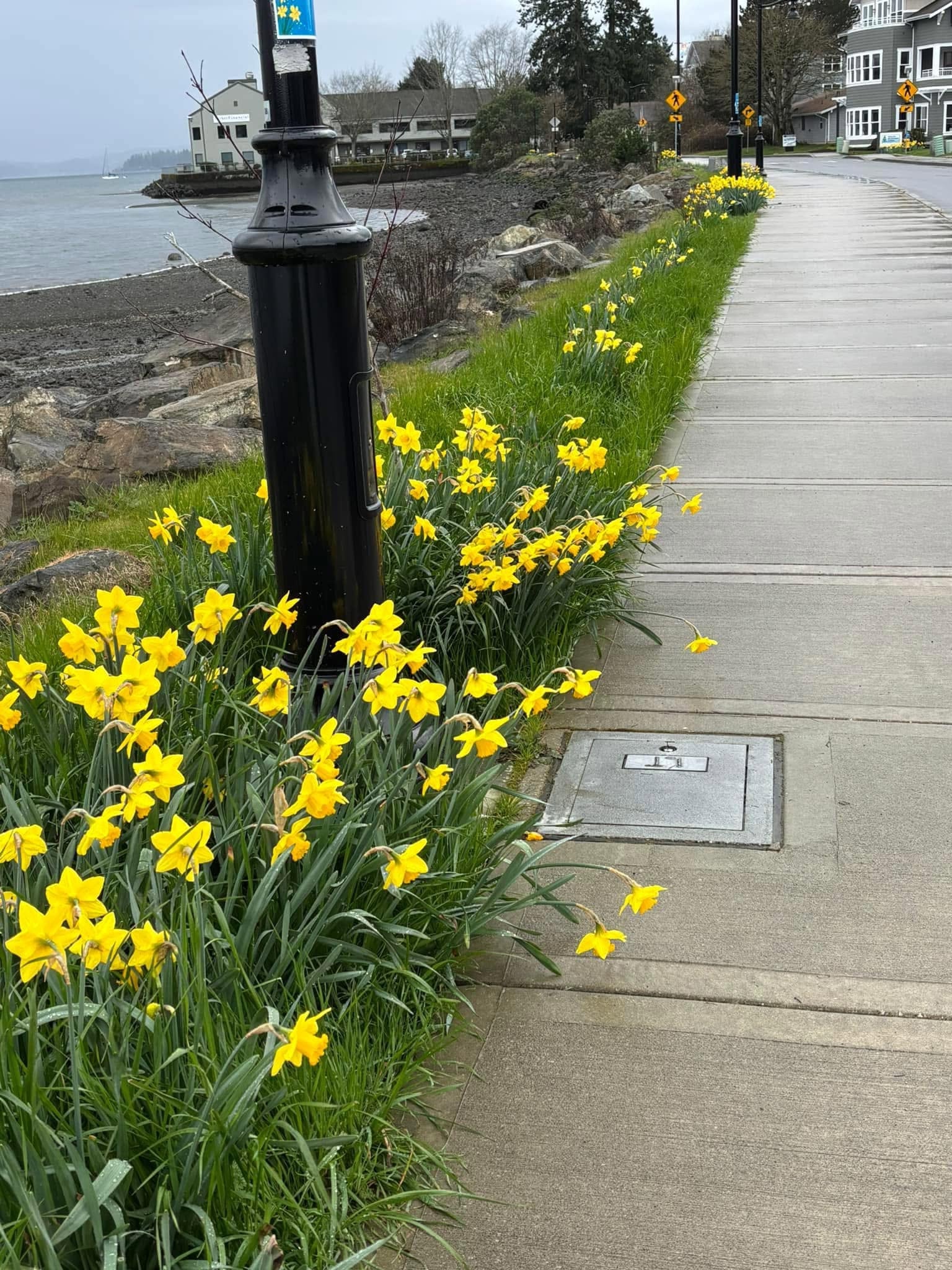 Yellow daffodils lining the Silverdale waterfront sidewalk