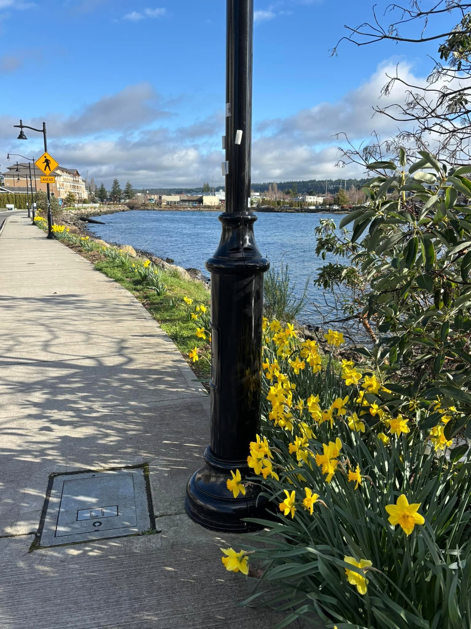 Daffodils along the waterfront walkway in Old Town Silverdale
